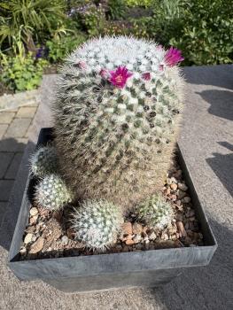Mammillaria hahniana